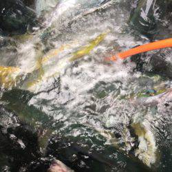 幸風(さちかぜ) 釣果