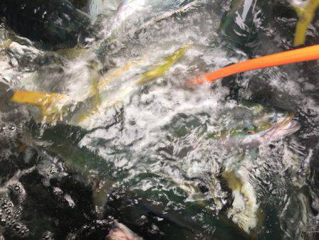 幸風(さちかぜ) 釣果