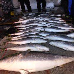 幸風(さちかぜ) 釣果