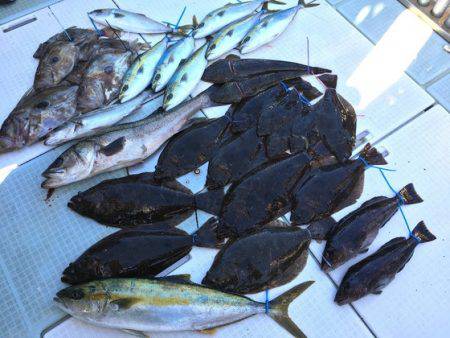 ふじしめ丸 釣果