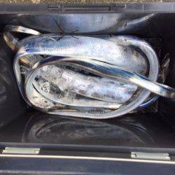 遊漁船高橋 釣果