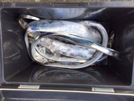 遊漁船高橋 釣果