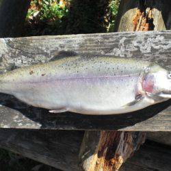 高萩ふれあいの里フィッシングエリア 釣果