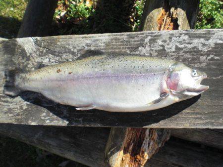 高萩ふれあいの里フィッシングエリア 釣果