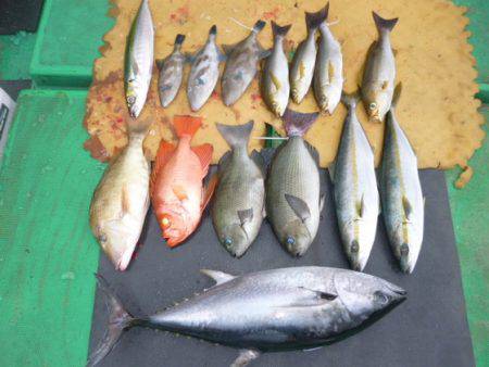 真祐丸 （しんゆうまる） 釣果