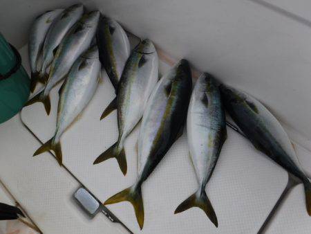 ＢｌｕｅＮｏｔｅ　Ｆｉｓｈｉｎｇ　Ｔａｘｉ…