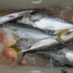 大進丸(新潟) 釣果