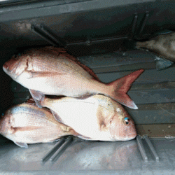 龍神丸（福井） 釣果