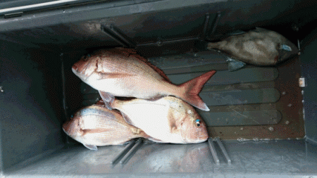 龍神丸（福井） 釣果