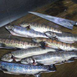 高萩ふれあいの里フィッシングエリア 釣果