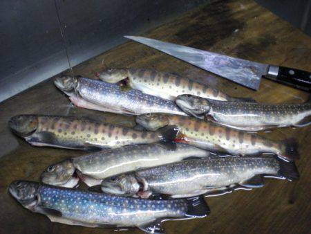 高萩ふれあいの里フィッシングエリア 釣果