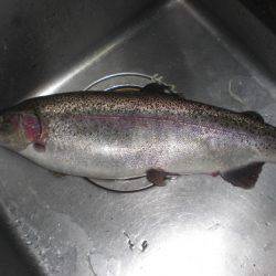 高萩ふれあいの里フィッシングエリア 釣果