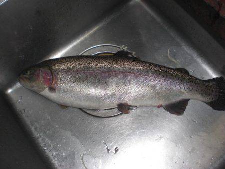 高萩ふれあいの里フィッシングエリア 釣果