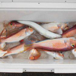 大進丸(新潟) 釣果