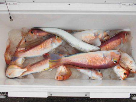 大進丸（新潟） 釣果