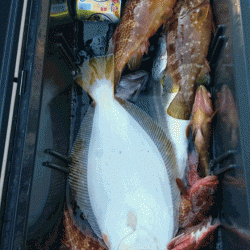 龍神丸(福井) 釣果