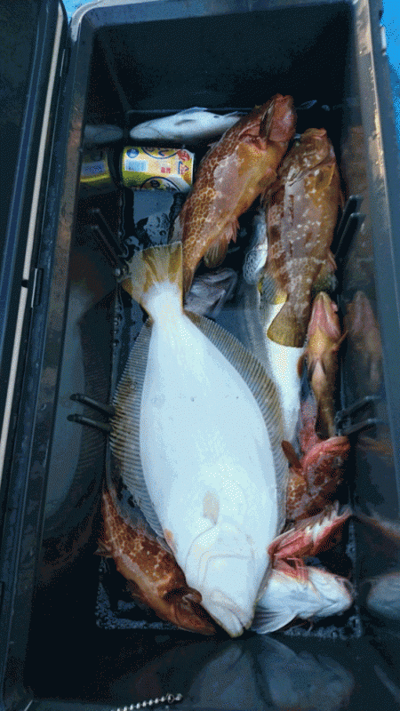 龍神丸（福井） 釣果