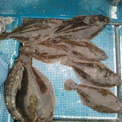 フィッシングガイド りょう 釣果