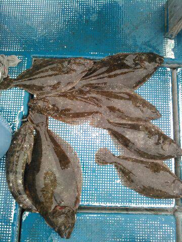 フィッシングガイド りょう 釣果