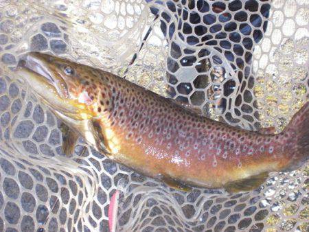 高萩ふれあいの里フィッシングエリア 釣果