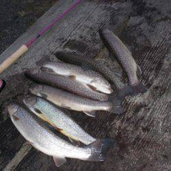 高萩ふれあいの里フィッシングエリア 釣果