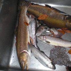 高萩ふれあいの里フィッシングエリア 釣果