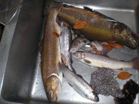 高萩ふれあいの里フィッシングエリア 釣果