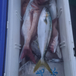 龍神丸(福井) 釣果