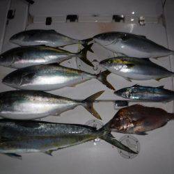 BlueNote Fishing Taxi 釣果