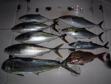 BlueNote Fishing Taxi 釣果