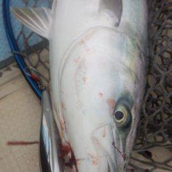 秀漁丸 釣果
