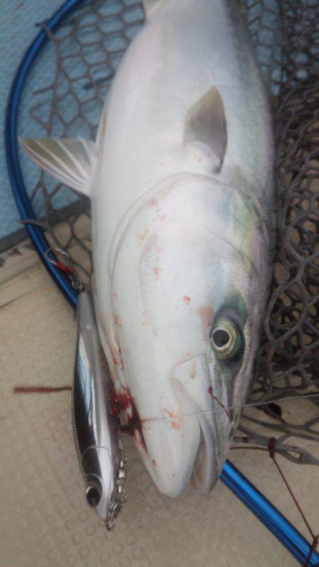 秀漁丸 釣果