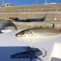 自作テーパー力糸テスト〜三浦半島釣行〜【WK釣り日記 No.05】