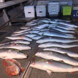 幸風(さちかぜ) 釣果