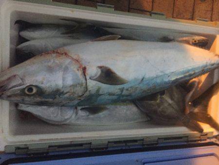 幸風（さちかぜ） 釣果