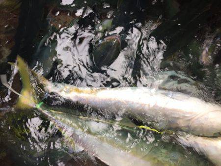 幸風（さちかぜ） 釣果