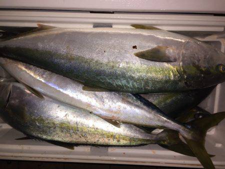 幸風（さちかぜ） 釣果