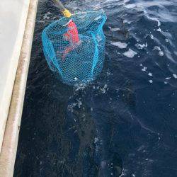 番匠高宮丸 釣果