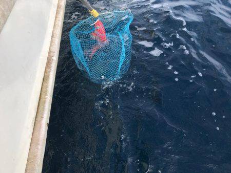 番匠高宮丸 釣果