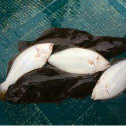 ＡＮＴＡＲＥＳ（アンタレス） 釣果