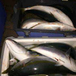 幸風（さちかぜ） 釣果