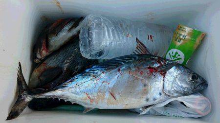 しば渡船 釣果