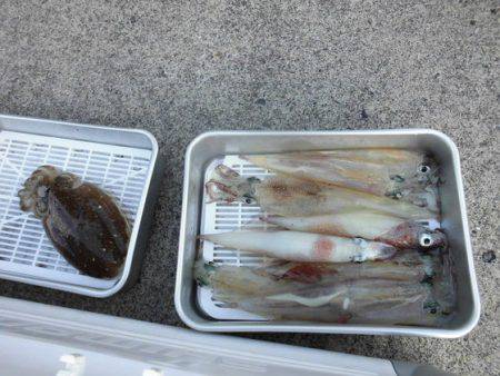 大進丸(新潟) 釣果