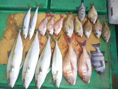 真祐丸 (しんゆうまる) 釣果