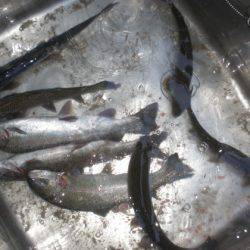 高萩ふれあいの里フィッシングエリア 釣果