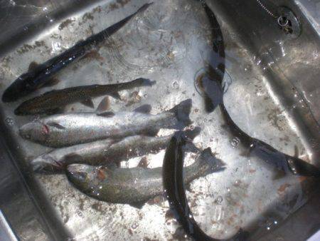 高萩ふれあいの里フィッシングエリア 釣果