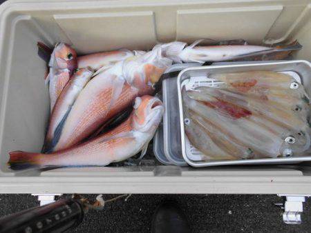 大進丸(新潟) 釣果