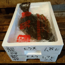 龍神丸(福井) 釣果