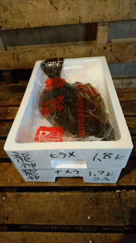 龍神丸(福井) 釣果