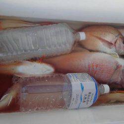 遊漁船 新鋭丸 釣果